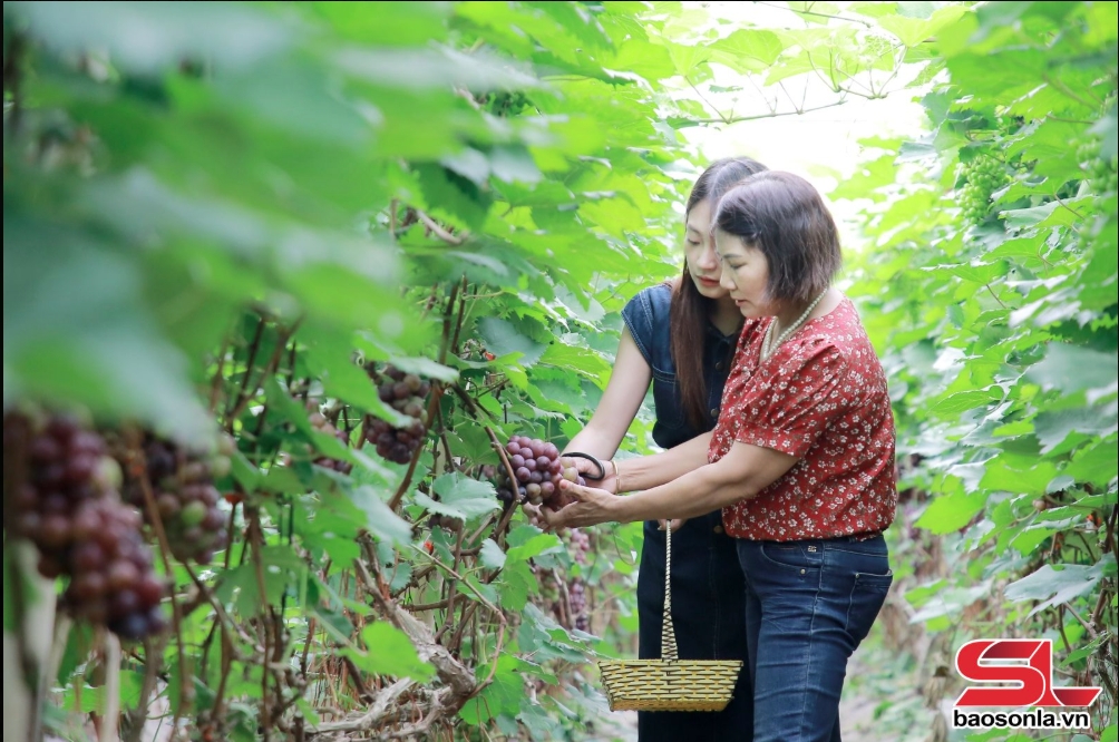 Sản xuất nông nghiệp xanh, bền vững ở Mường Sang