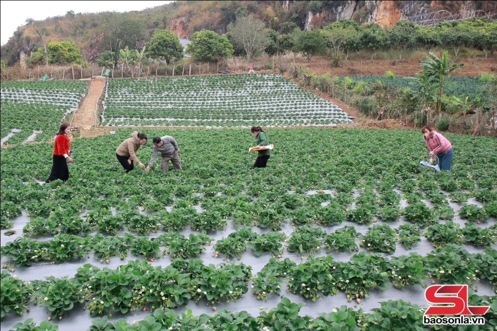 mộc châu vùng nông nghiệp ứng dụng công nghệ cao hình ảnh 1 moc chau vung nong nghiep ung dung cong nghe cao hinh anh 1