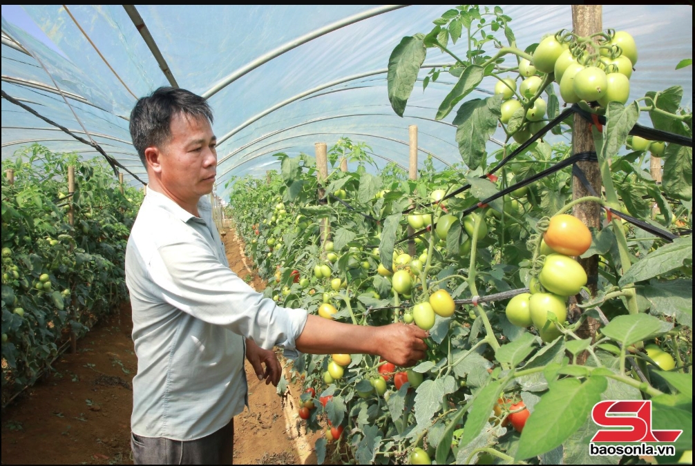 mộc châu vùng nông nghiệp ứng dụng công nghệ cao hình ảnh 2 moc chau vung nong nghiep ung dung cong nghe cao hinh anh 2