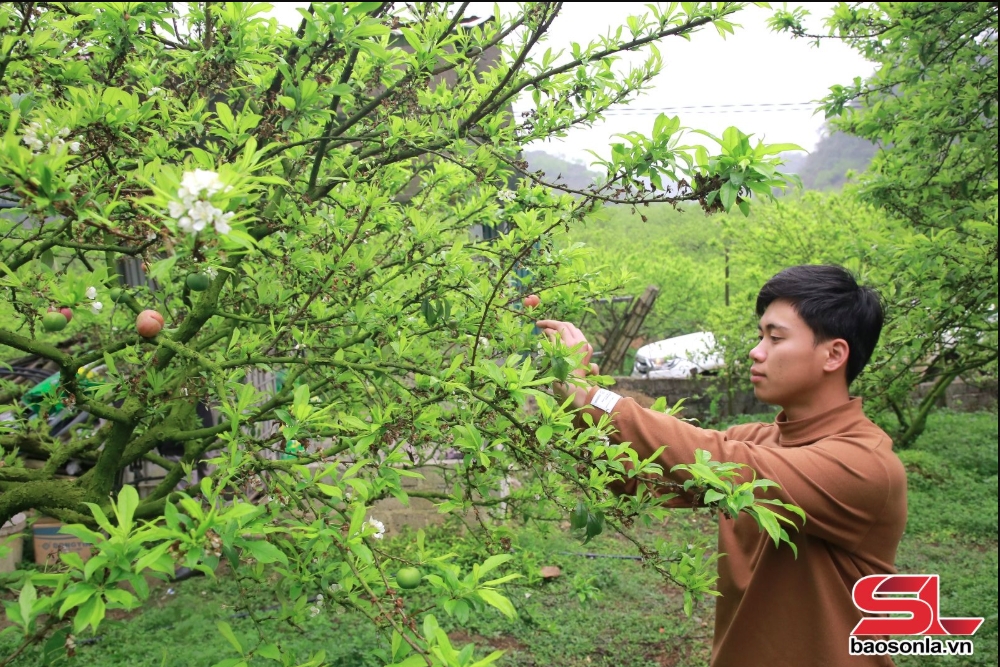 mộc châu vùng nông nghiệp ứng dụng công nghệ cao hình ảnh 4 moc chau vung nong nghiep ung dung cong nghe cao hinh anh 4