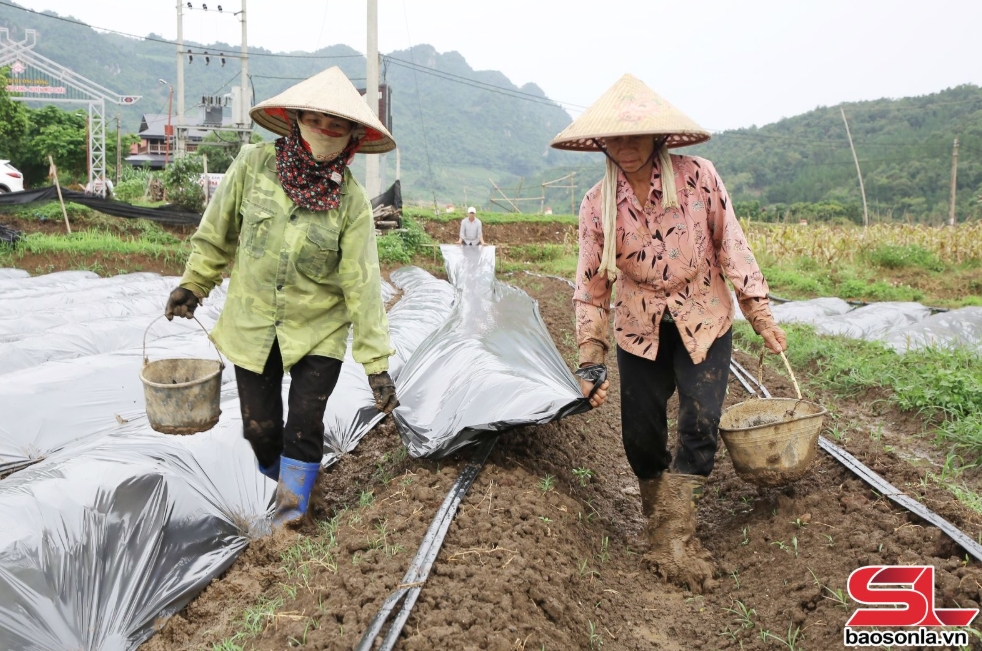 sản xuất nông nghiệp xanh, bền vững ở mường sang hình ảnh 2 san xuat nong nghiep xanh, ben vung o muong sang hinh anh 2