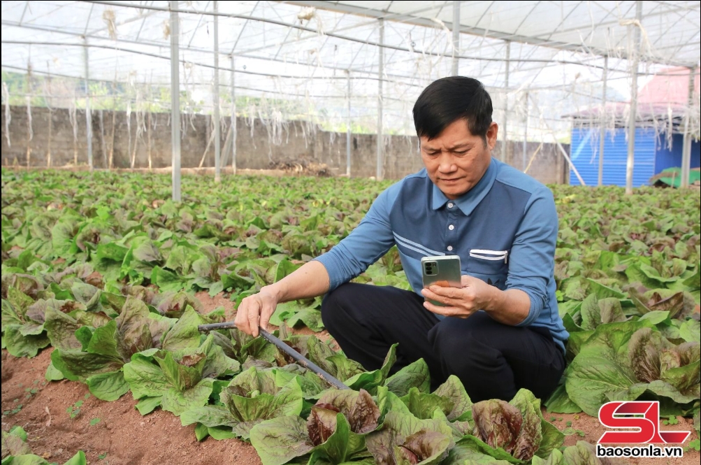 mộc châu vùng nông nghiệp ứng dụng công nghệ cao hình ảnh 3 moc chau vung nong nghiep ung dung cong nghe cao hinh anh 3