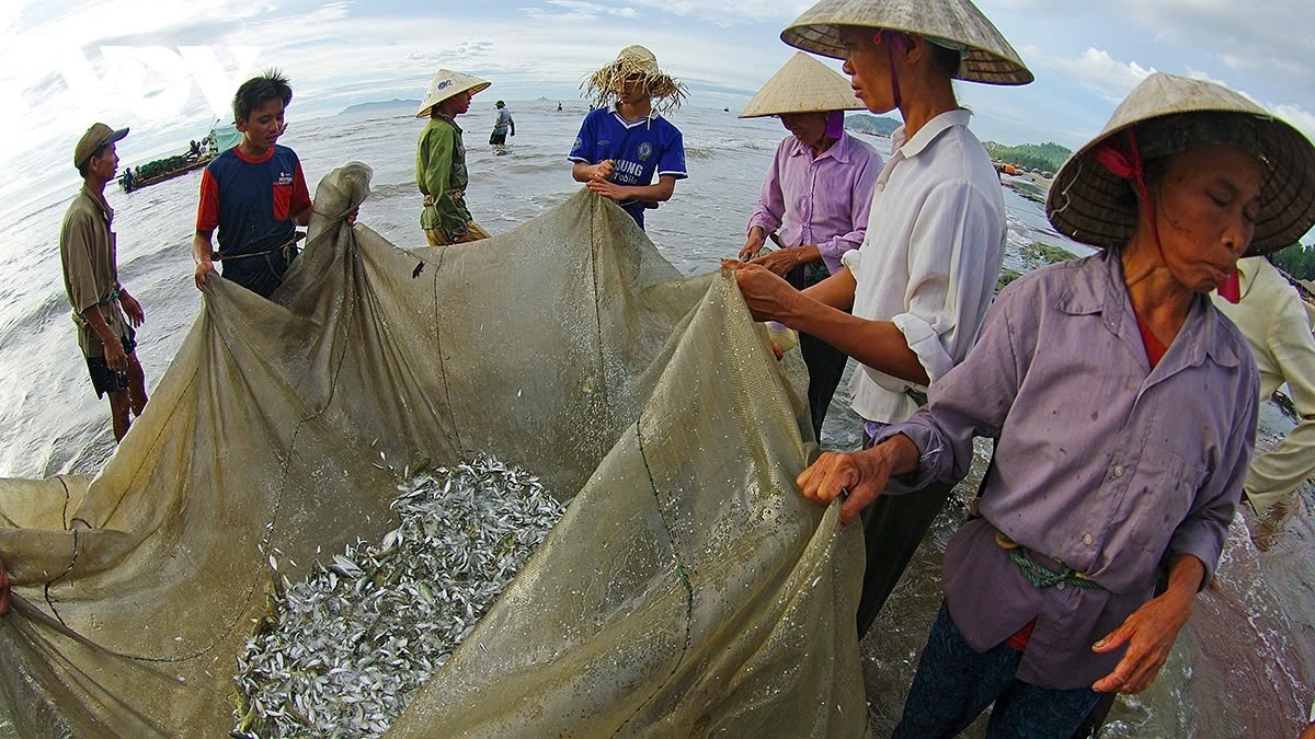 a glimpse of vibrant fishing life in central vietnam picture 11 a glimpse of vibrant fishing life in central vietnam picture 11
