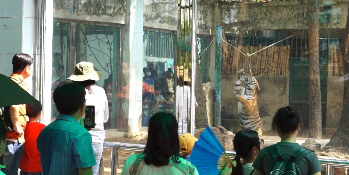 cặp hổ bengal song sinh bình dương được tổ chức sinh nhật hình ảnh 4 cap ho bengal song sinh binh duong duoc to chuc sinh nhat hinh anh 4