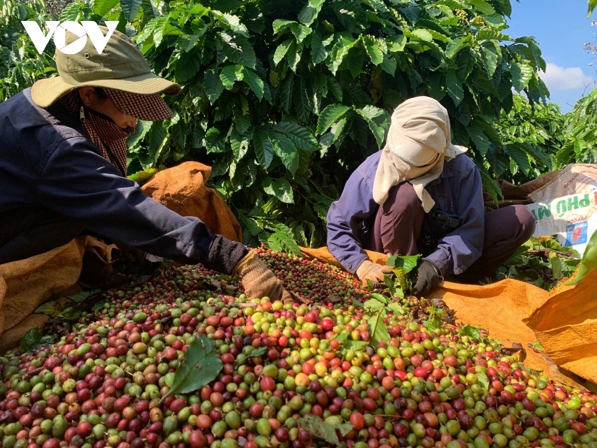 nam trung bộ - tây nguyên đẩy mạnh chuyển đổi số hỗ trợ nông dân, doanh nghiệp hình ảnh 3 nam trung bo - tay nguyen day manh chuyen doi so ho tro nong dan, doanh nghiep hinh anh 3