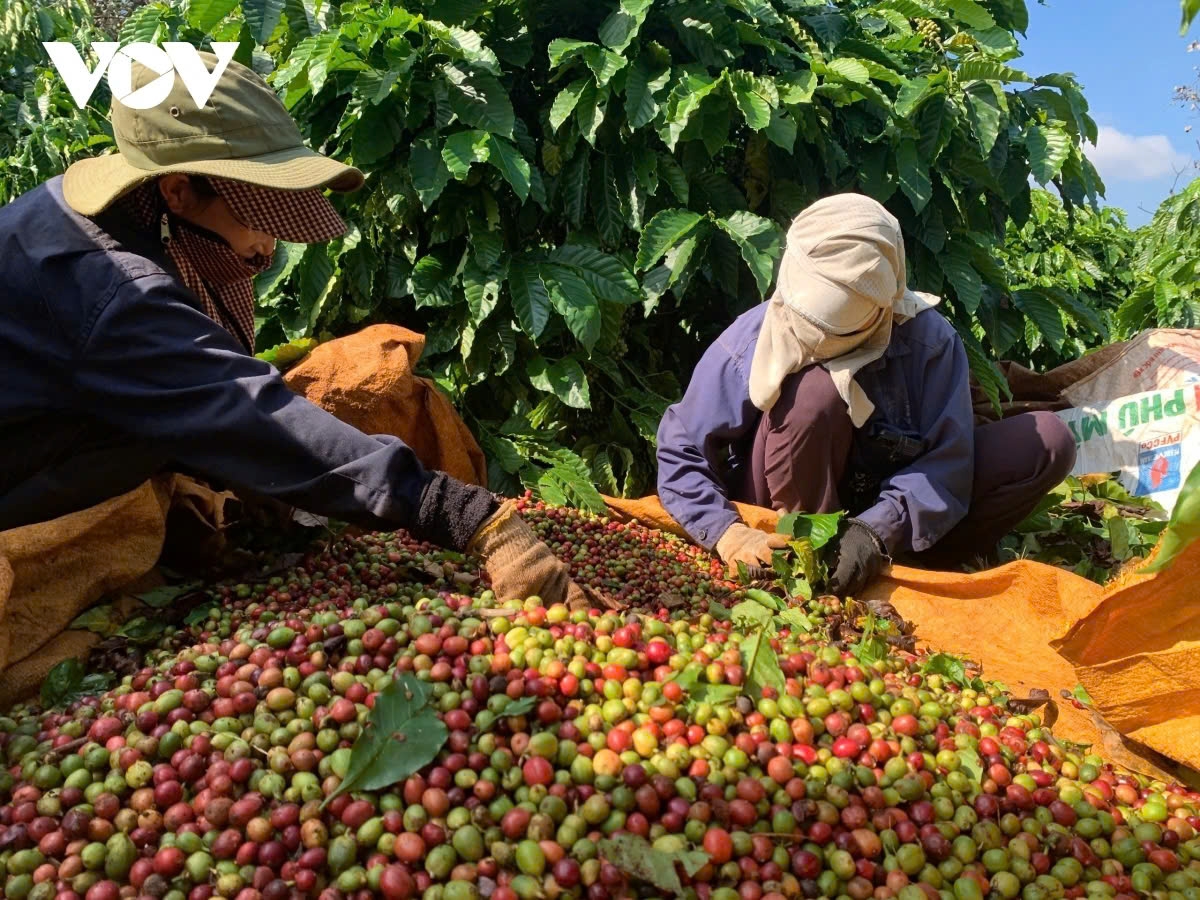 Giá cà phê hôm nay 8/5: Cà phê Robusta và Arabica tăng - giảm trái chiều