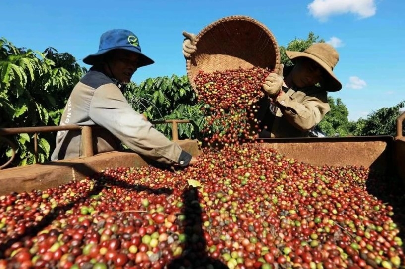 vietnam s coffee exports reach us 4.2 billion in first five months picture 1
