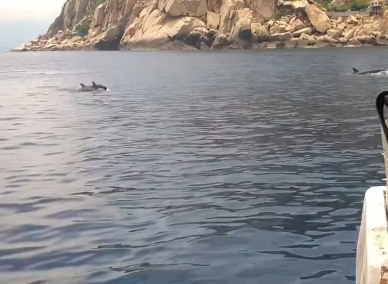 Herd of dolphins make surprise appearance in Nha Trang