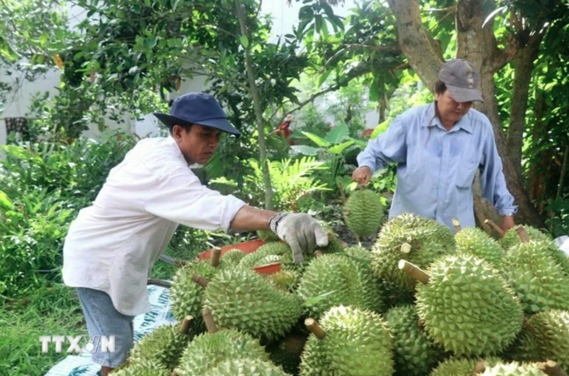 vietnam, china seek to solve difficulties in agricultural exports picture 1