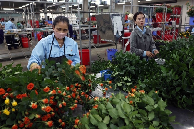 vietnam s flower export turnover surpasses us 100 million mark picture 1