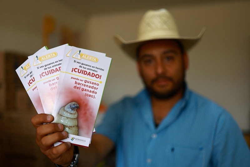 mexico tăng cường kiểm soát sự lây lan của giòi ăn thịt ở gia súc hình ảnh 1 mexico tang cuong kiem soat su lay lan cua gioi an thit o gia suc hinh anh 1