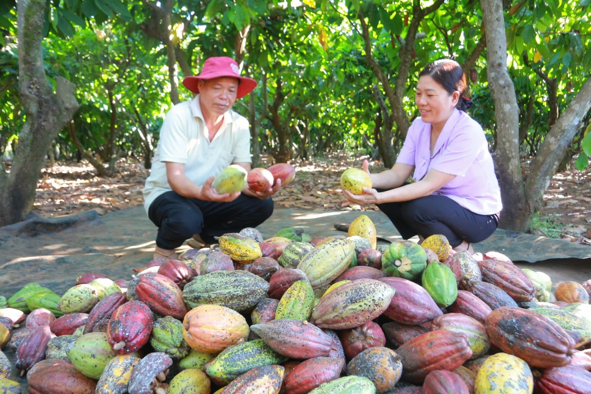 Đắk Lắk nắm bắt cơ hội phục hồi và phát triển ca cao