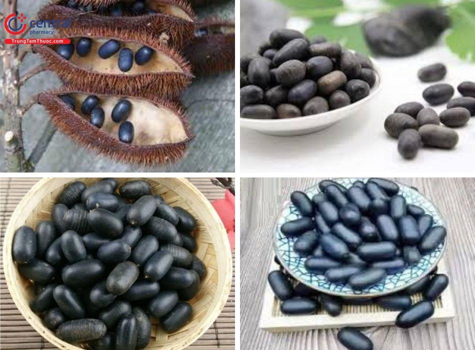 Cây vuốt hùm được săn lùng làm dược liệu quý