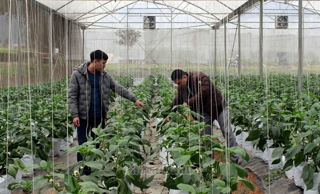eu to send inspection delegation to vn over some agricultural exports picture 1 eu to send inspection delegation to vn over some agricultural exports picture 1