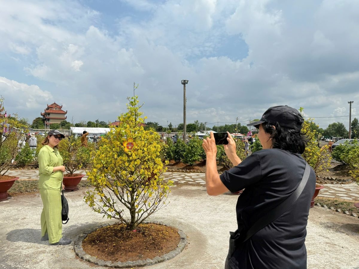 bất ngờ vườn mai nở rộ trong dịp Đại lễ vesak hình ảnh 4 bat ngo vuon mai no ro trong dip Dai le vesak hinh anh 4