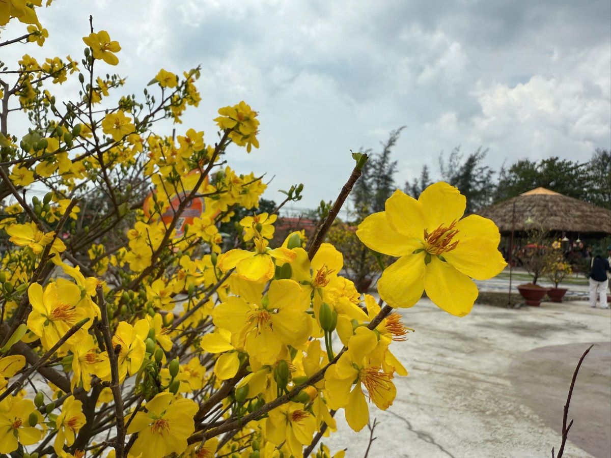 bất ngờ vườn mai nở rộ trong dịp Đại lễ vesak hình ảnh 2 bat ngo vuon mai no ro trong dip Dai le vesak hinh anh 2