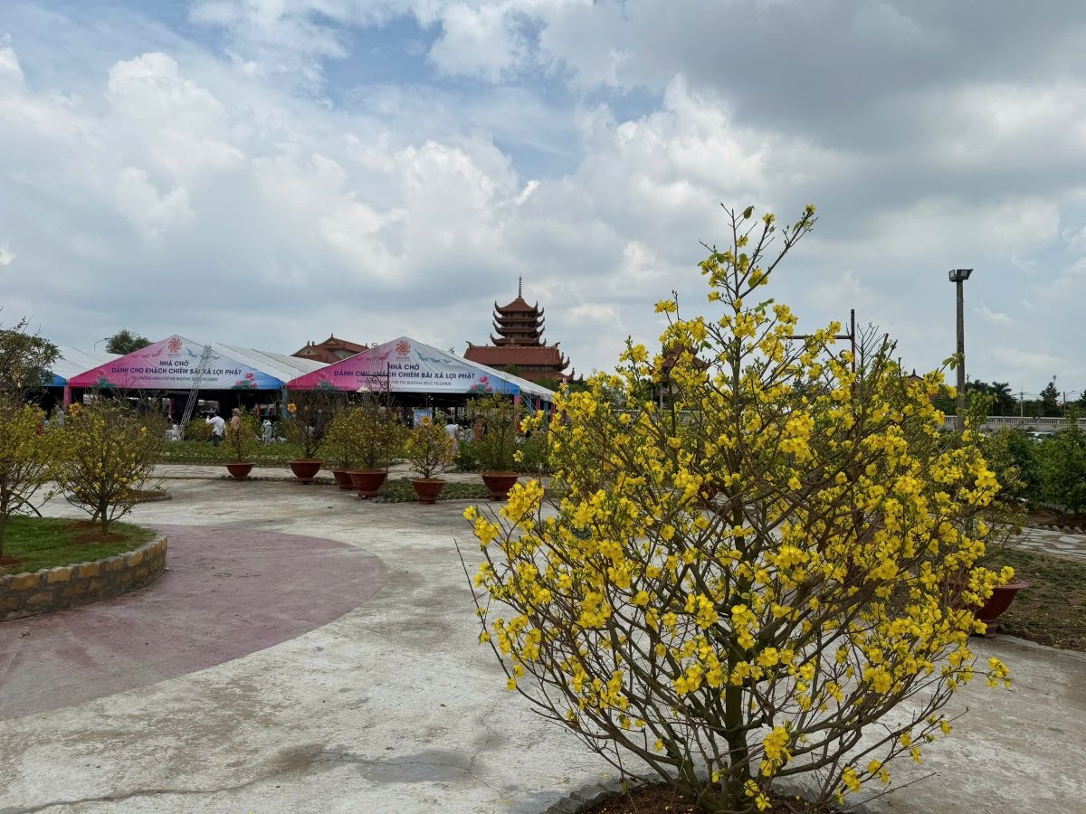 bất ngờ vườn mai nở rộ trong dịp Đại lễ vesak hình ảnh 5 bat ngo vuon mai no ro trong dip Dai le vesak hinh anh 5
