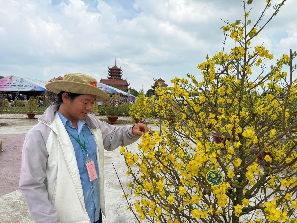 bất ngờ vườn mai nở rộ trong dịp Đại lễ vesak hình ảnh 3 bat ngo vuon mai no ro trong dip Dai le vesak hinh anh 3