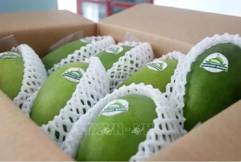 vietnamese mangoes dominate chinese market picture 1