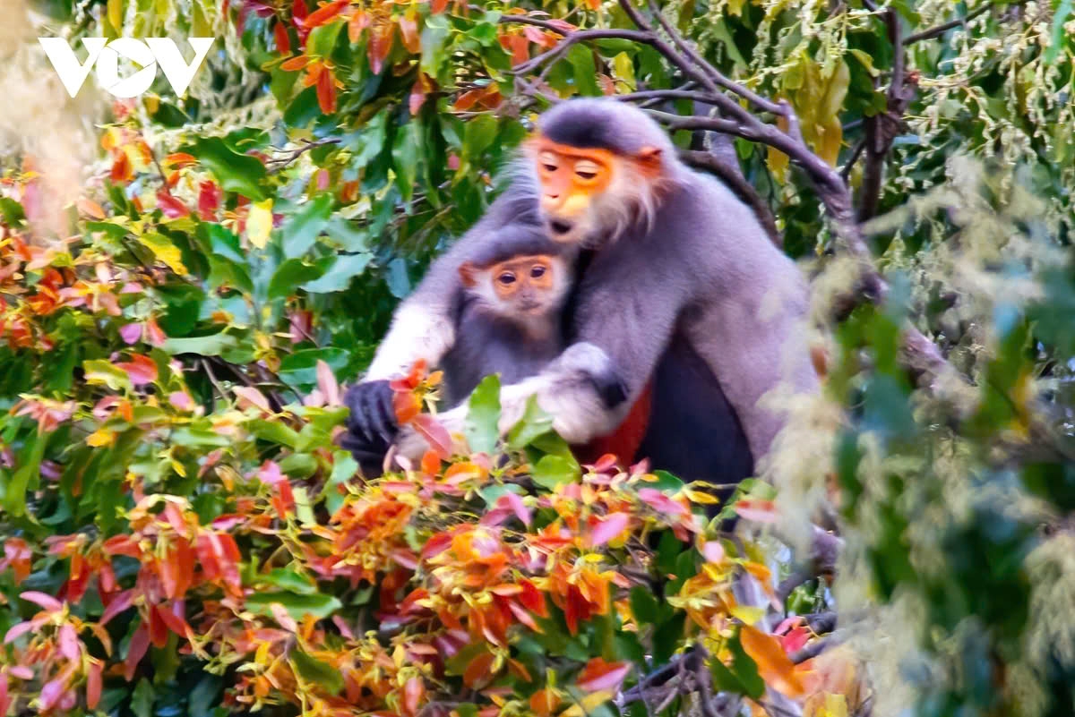 vietnam s biodiversity-rich ecosystem under threat, prompt actions needed picture 1 vietnam s biodiversity-rich ecosystem under threat, prompt actions needed picture 1