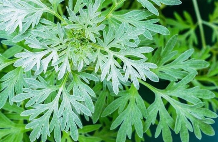 Uống nước lá ngải cứu có thực sự tốt như tin đồn?