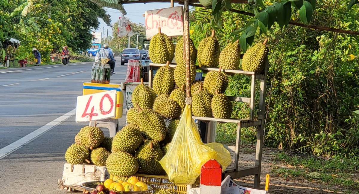 Giá sầu riêng tại Hậu Giang giảm mạnh so với đầu vụ