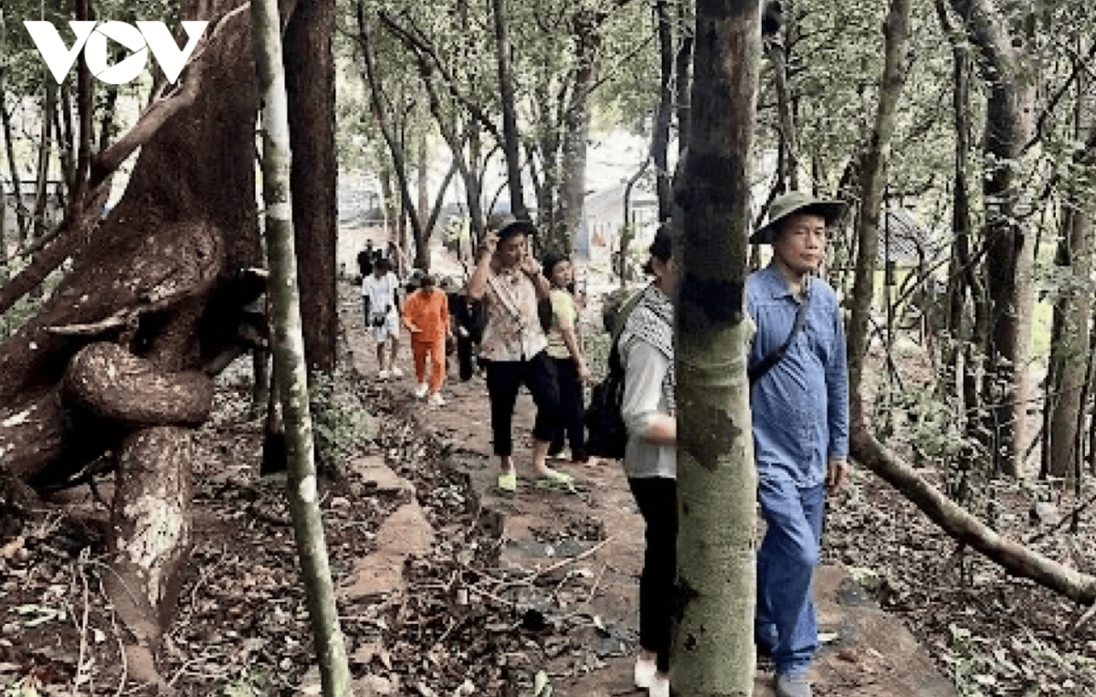 discover the unspoiled beauty of con dao s forest sea ecosystem picture 2 discover the unspoiled beauty of con dao s forest sea ecosystem picture 2