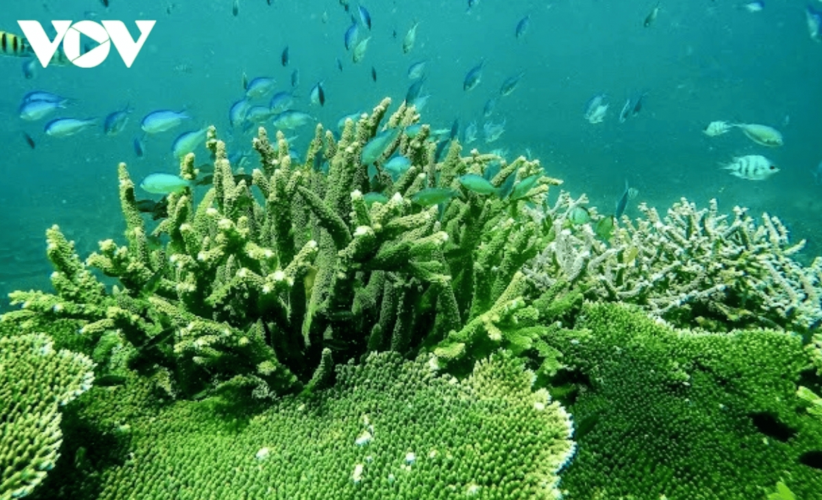 discover the unspoiled beauty of con dao s forest sea ecosystem picture 5 discover the unspoiled beauty of con dao s forest sea ecosystem picture 5