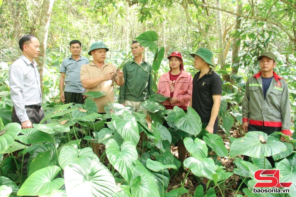 ca nang chuyen huong san xuat nong nghiep hinh anh 3