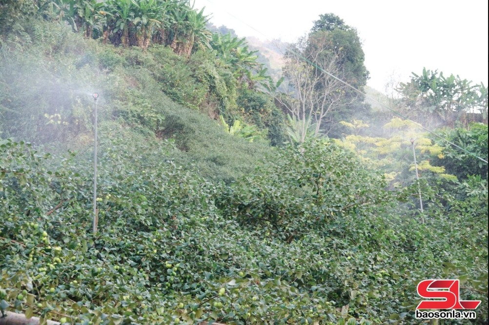 Ung dung cong nghe vao san xuat nong nghiep o son la hinh anh 2