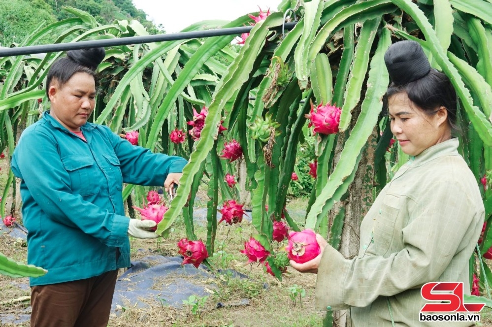Ứng dụng công nghệ vào sản xuất nông nghiệp ở Sơn La