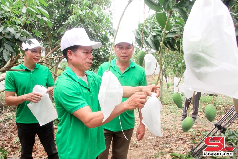 mường la đưa cây ăn quả lên vùng đất dốc hình ảnh 1 muong la dua cay an qua len vung dat doc hinh anh 1
