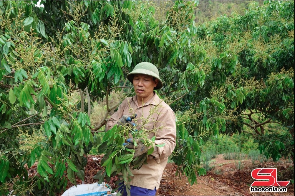 chủ động các điều kiện phục vụ thu hoạch, chế biến, tiêu thụ nông sản hình ảnh 3 chu dong cac dieu kien phuc vu thu hoach, che bien, tieu thu nong san hinh anh 3