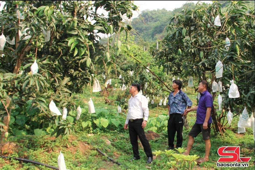 chủ động phương án tiêu thụ, xuất khẩu nông sản hình ảnh 1 chu dong phuong an tieu thu, xuat khau nong san hinh anh 1