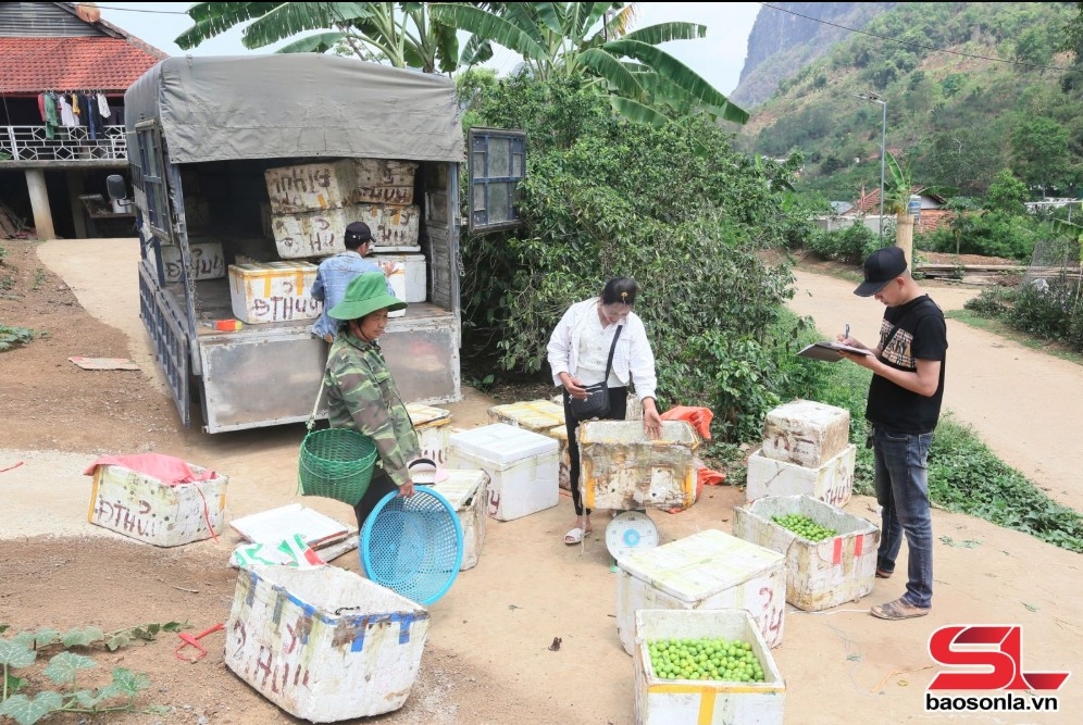 thành phố vào mùa thu hoạch mận tam hoa hình ảnh 6 thanh pho vao mua thu hoach man tam hoa hinh anh 6