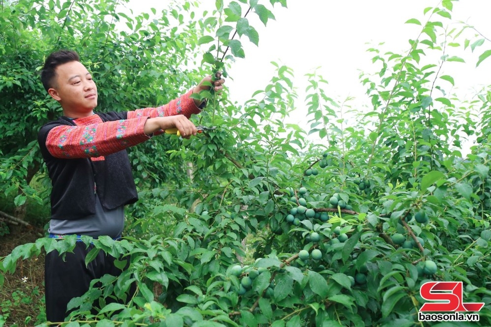 vân hồ tập trung chăm sóc cây ăn quả hình ảnh 2 van ho tap trung cham soc cay an qua hinh anh 2