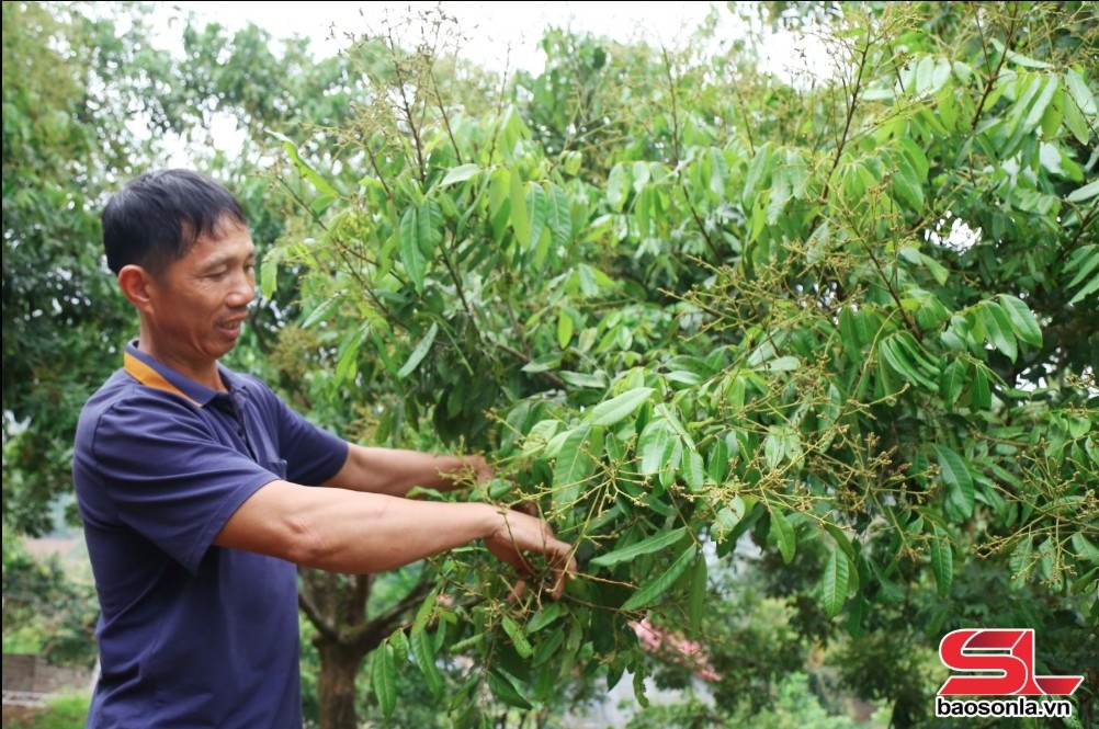 vân hồ tập trung chăm sóc cây ăn quả hình ảnh 3 van ho tap trung cham soc cay an qua hinh anh 3