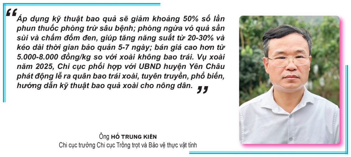 bao qua - tang gia tri kinh te cho xoai yen chau hinh anh 4