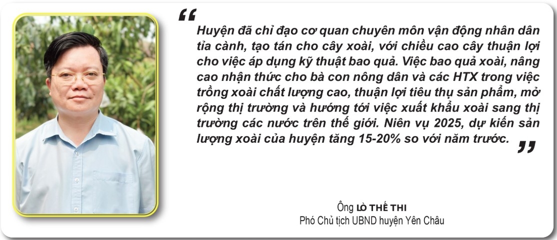 bao qua - tang gia tri kinh te cho xoai yen chau hinh anh 3