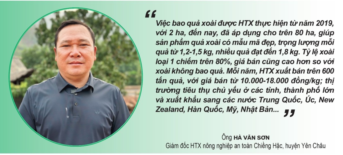 bao qua - tang gia tri kinh te cho xoai yen chau hinh anh 5