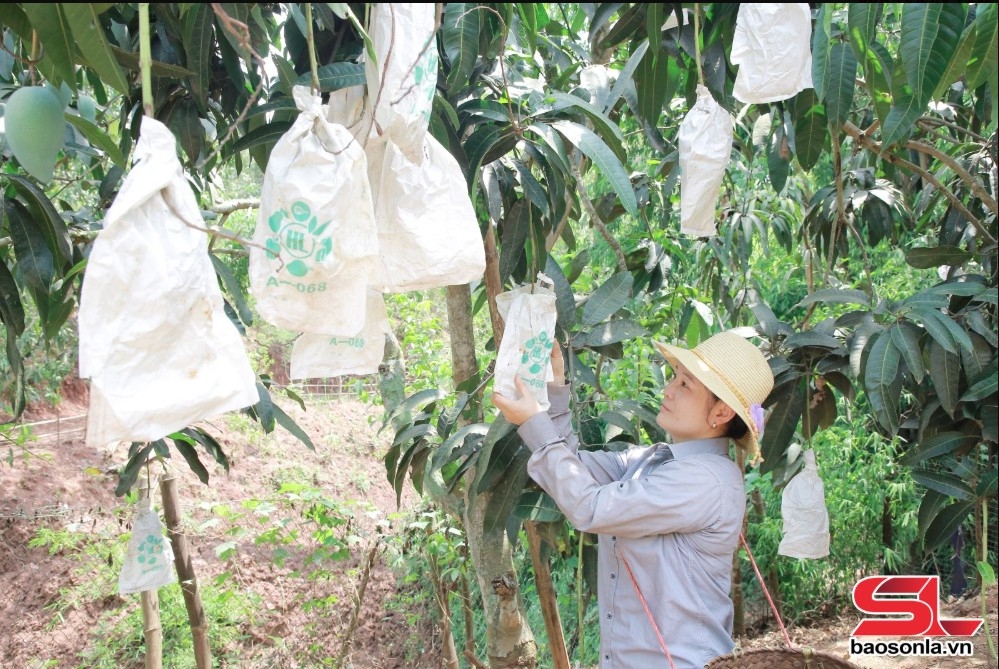bao quả - tăng giá trị kinh tế cho xoài yên châu hình ảnh 2 bao qua - tang gia tri kinh te cho xoai yen chau hinh anh 2