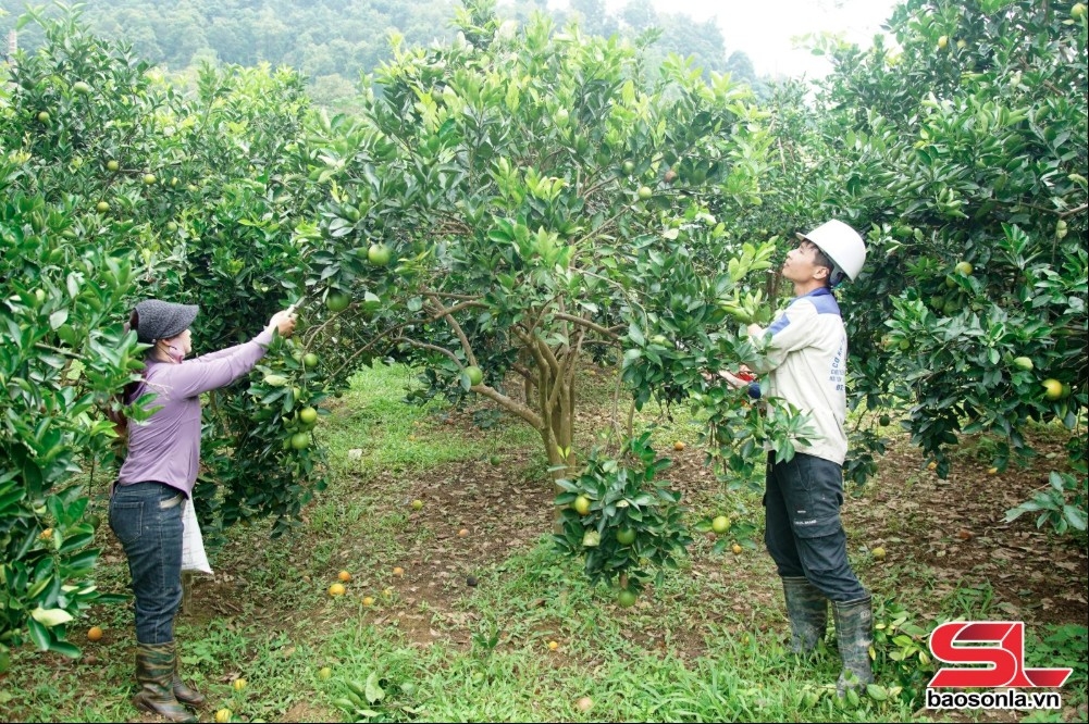 phù yên đẩy mạnh phát triển nông nghiệp hữu cơ hình ảnh 1 phu yen day manh phat trien nong nghiep huu co hinh anh 1