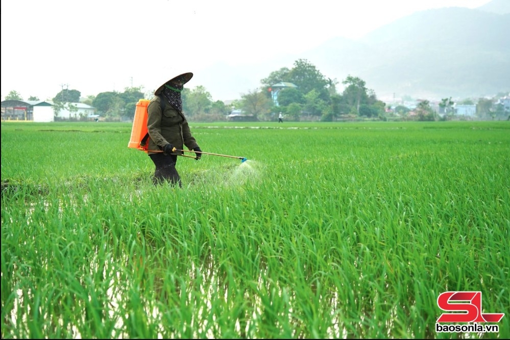 phù yên đẩy mạnh phát triển nông nghiệp hữu cơ hình ảnh 2 phu yen day manh phat trien nong nghiep huu co hinh anh 2