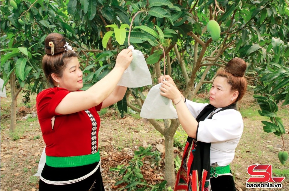 Chủ động phương án tiêu thụ, xuất khẩu nông sản