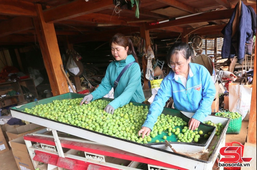 thành phố vào mùa thu hoạch mận tam hoa hình ảnh 4 thanh pho vao mua thu hoach man tam hoa hinh anh 4