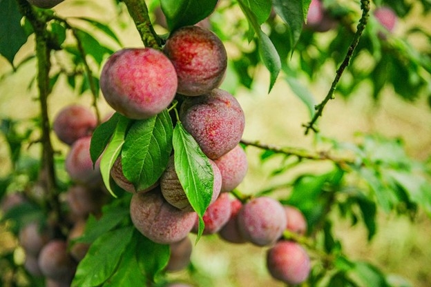 loai qua dang vao mua o viet nam, tuong chi an cho vui mieng lai co loi du duong hinh anh 1 loai qua dang vao mua o viet nam, tuong chi an cho vui mieng lai co loi du duong hinh anh 1