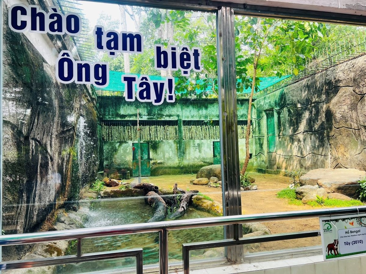 Cặp hổ Bengal song sinh Bình – Dương được tổ chức sinh nhật