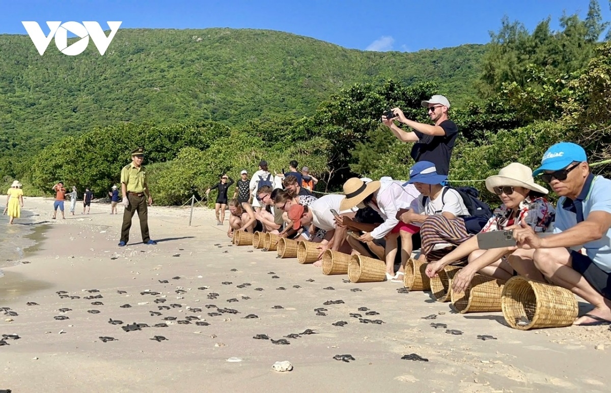 trai nghiem bao ton rua tai con Dao nhan ngay rua the gioi hinh anh 3 trai nghiem bao ton rua tai con Dao nhan ngay rua the gioi hinh anh 3
