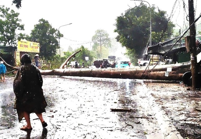 mưa lớn kèm đá quật ngã cây đè trúng xe cứu thương hình ảnh 1 mua lon kem da quat nga cay de trung xe cuu thuong hinh anh 1