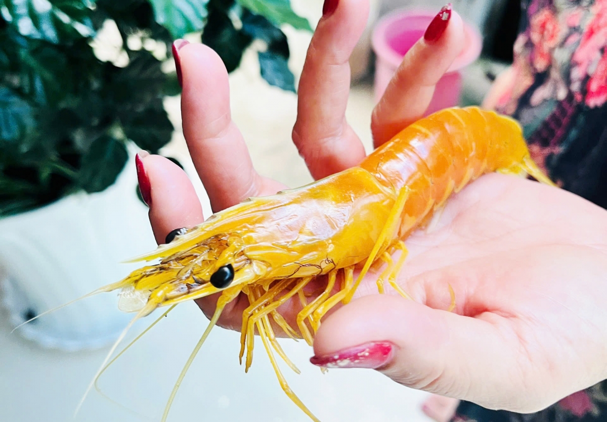 Người dân Cà Mau bắt được tôm sú vàng hiếm gặp